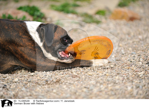 Deutscher Boxer mit Frisbee / German Boxer with frisbee / YJ-06529