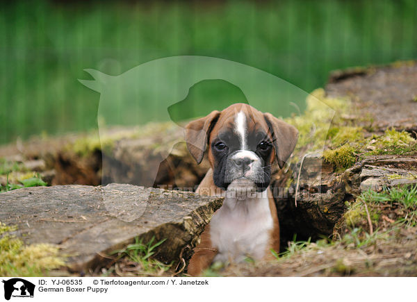 Deutscher Boxer Welpe / German Boxer Puppy / YJ-06535