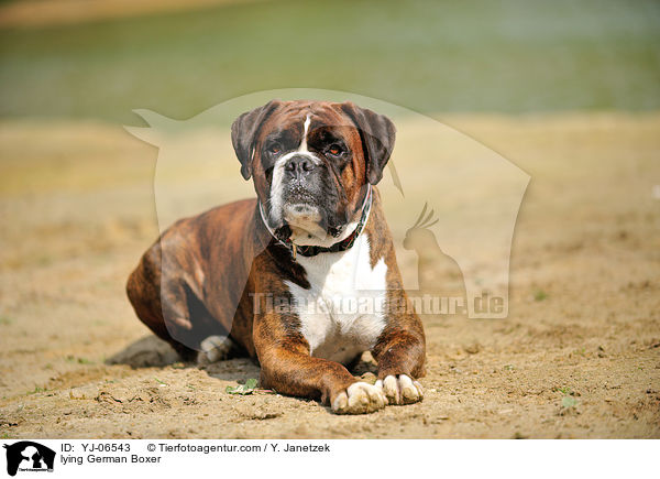 liegender Deutscher Boxer / lying German Boxer / YJ-06543