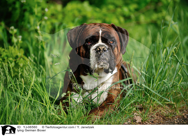 liegender Deutscher Boxer / lying German Boxer / YJ-06560
