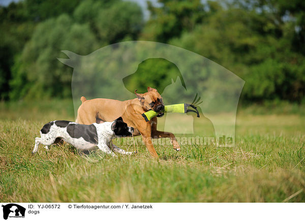 Hunde / dogs / YJ-06572