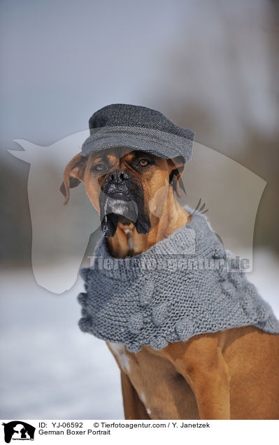 Deutscher Boxer Portrait / German Boxer Portrait / YJ-06592