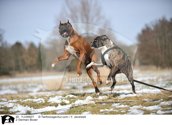 2 Deutsche Boxer / 2 German Boxer / YJ-06607
