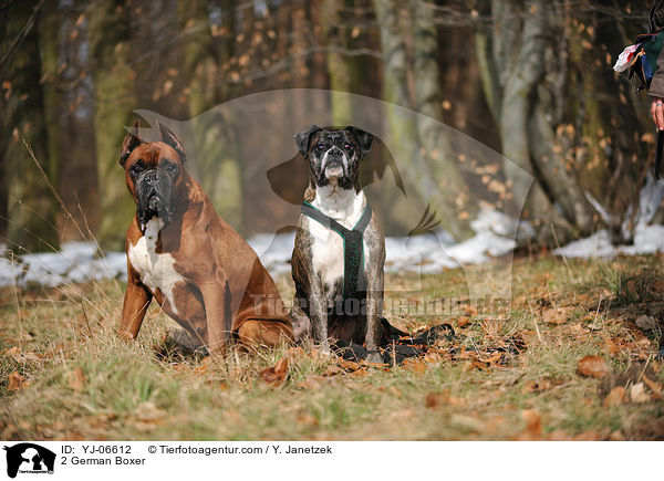 2 Deutsche Boxer / 2 German Boxer / YJ-06612