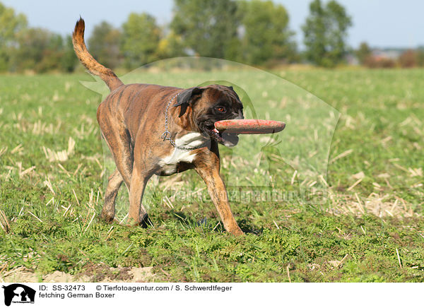 apportierender Deutscher Boxer / fetching German Boxer / SS-32473