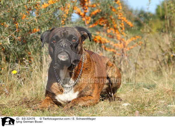liegender Deutscher Boxer / lying German Boxer / SS-32476