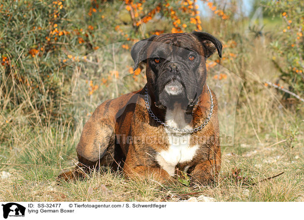 liegender Deutscher Boxer / lying German Boxer / SS-32477