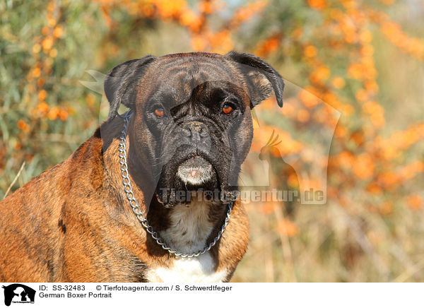 Deutscher Boxer Portrait / German Boxer Portrait / SS-32483