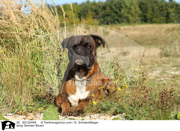 liegender Deutscher Boxer / lying German Boxer / SS-32489