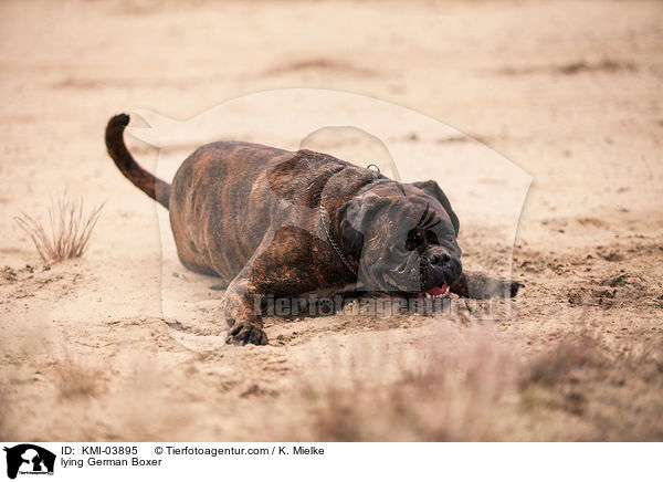liegender Deutscher Boxer / lying German Boxer / KMI-03895