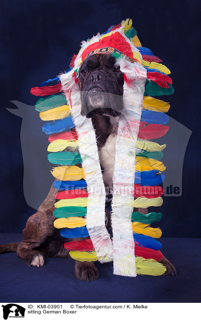 sitzender Deutscher Boxer / sitting German Boxer / KMI-03901