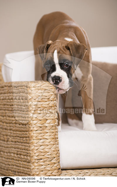 Deutscher Boxer Welpe / German Boxer Puppy / NN-09096