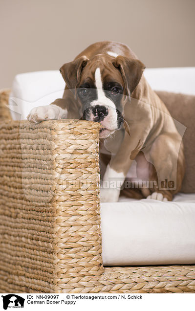 Deutscher Boxer Welpe / German Boxer Puppy / NN-09097