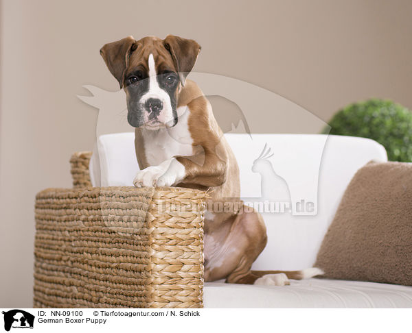 Deutscher Boxer Welpe / German Boxer Puppy / NN-09100