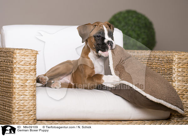 Deutscher Boxer Welpe / German Boxer Puppy / NN-09109