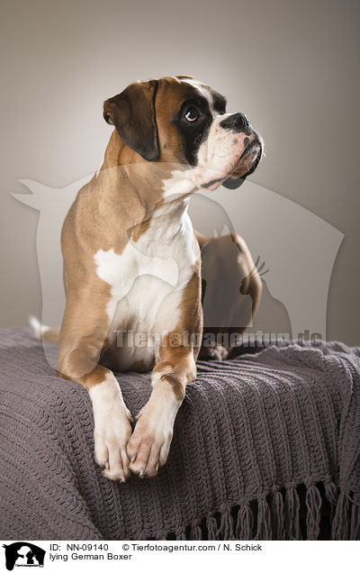 liegender Deutscher Boxer / lying German Boxer / NN-09140