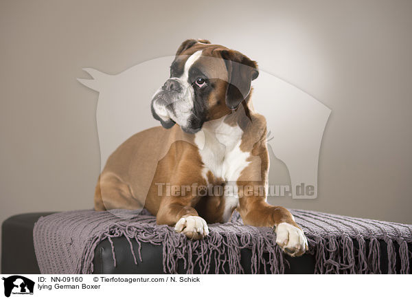 liegender Deutscher Boxer / lying German Boxer / NN-09160