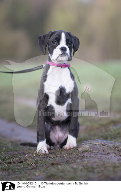 junger Deutscher Boxer / young German Boxer / NN-09215