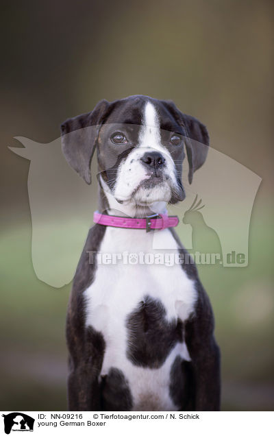 junger Deutscher Boxer / young German Boxer / NN-09216