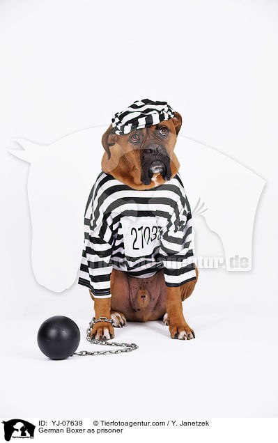 Deutscher Boxer als Strfling / German Boxer as prisoner / YJ-07639