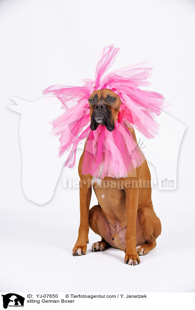 sitting German Boxer / YJ-07650