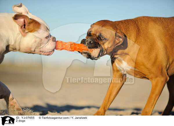 2 Hunde / 2 dogs / YJ-07655