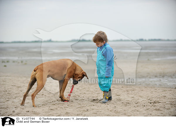 Kind und Deutscher Boxer / Child and German Boxer / YJ-07744