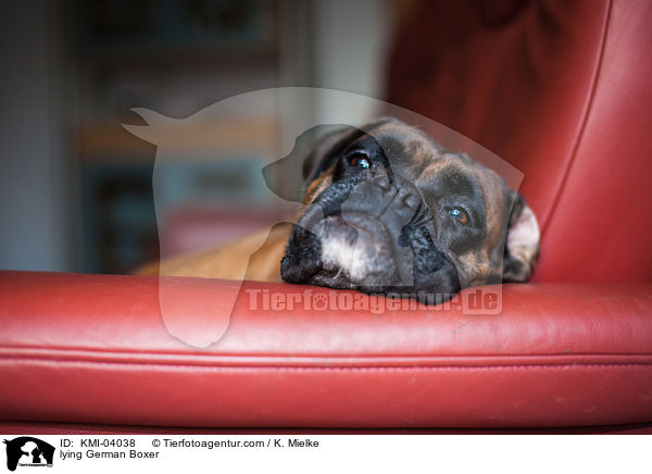 liegender Deutscher Boxer / lying German Boxer / KMI-04038