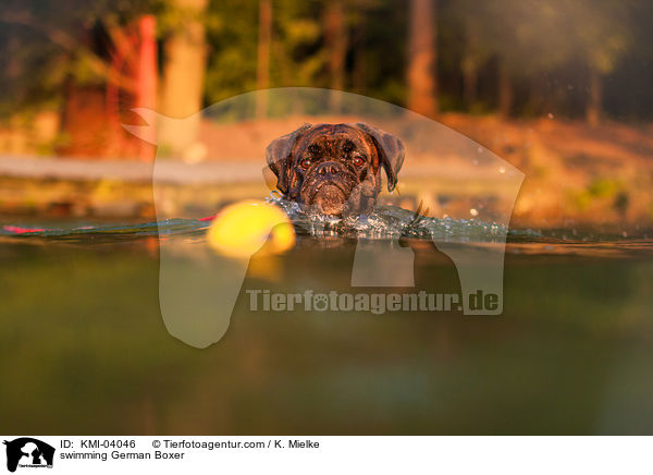 schwimmender Deutscher Boxer / swimming German Boxer / KMI-04046