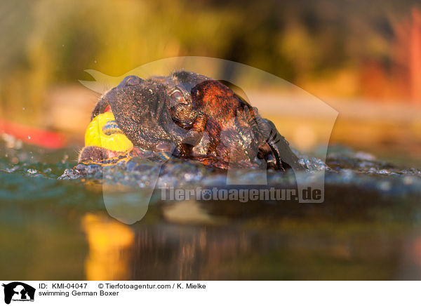 schwimmender Deutscher Boxer / swimming German Boxer / KMI-04047