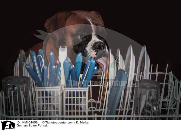 Deutscher Boxer Portrait / German Boxer Portrait / KMI-04059