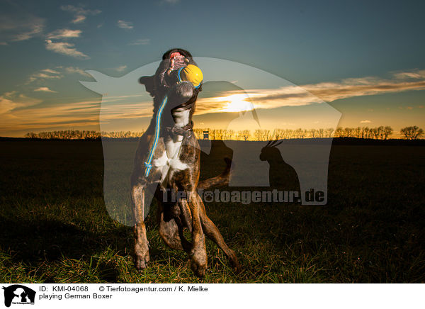 spielender Deutscher Boxer / playing German Boxer / KMI-04068