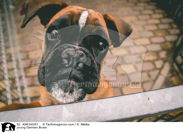 junger Deutscher Boxer / young German Boxer / KMI-04091