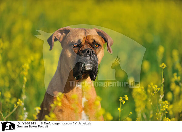 Deutscher Boxer Portrait / German Boxer Portrait / YJ-08243