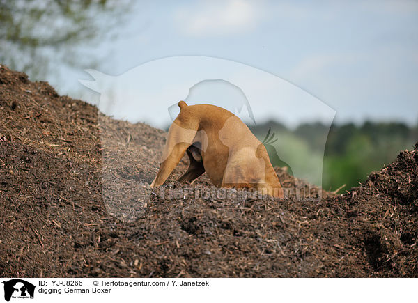 buddelnder Deutscher Boxer / digging German Boxer / YJ-08266