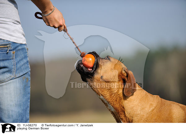 spielender Deutscher Boxer / playing German Boxer / YJ-08270
