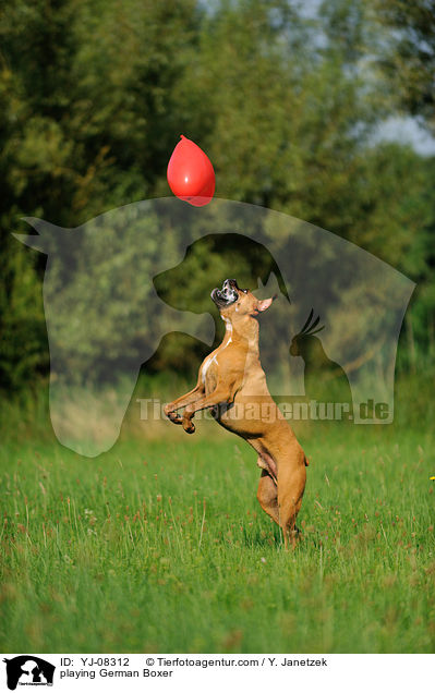 spielender Deutscher Boxer / playing German Boxer / YJ-08312