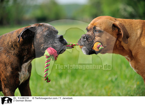 2 Deutsche Boxer / 2 German Boxer / YJ-08318