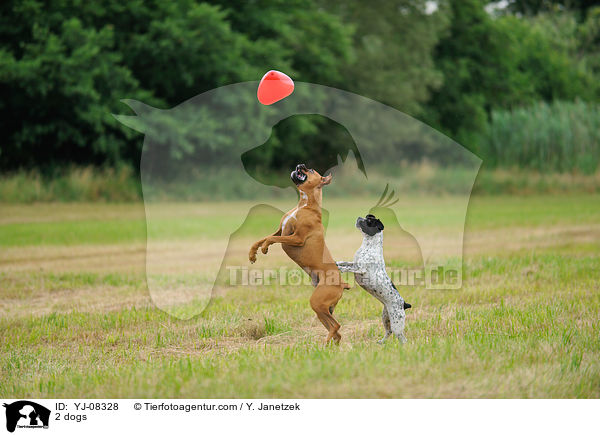 2 Hunde / 2 dogs / YJ-08328