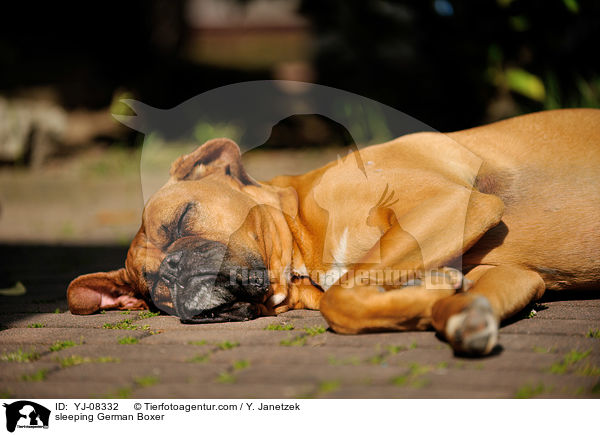 schlafender Deutscher Boxer / sleeping German Boxer / YJ-08332