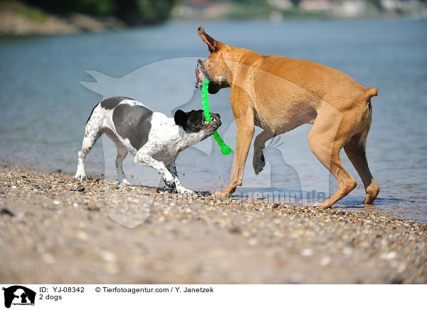 2 Hunde / 2 dogs / YJ-08342