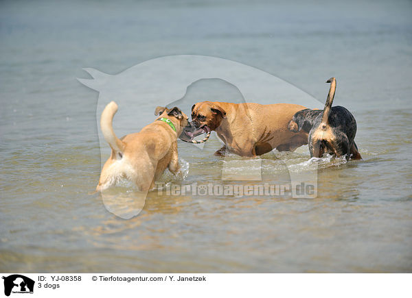 3 Hunde / 3 dogs / YJ-08358