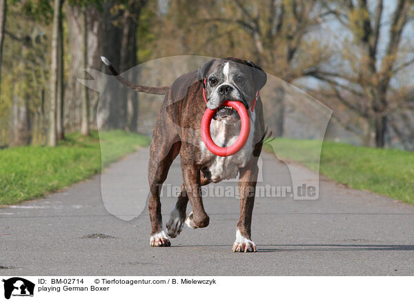 spielender Deutscher Boxer / playing German Boxer / BM-02714