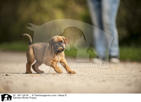 Deutscher Boxer Welpe / German Boxer Puppy / AP-13018