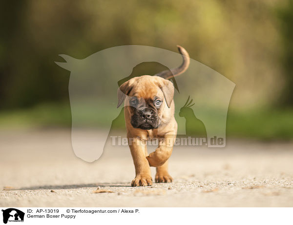 Deutscher Boxer Welpe / German Boxer Puppy / AP-13019