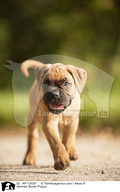 Deutscher Boxer Welpe / German Boxer Puppy / AP-13020