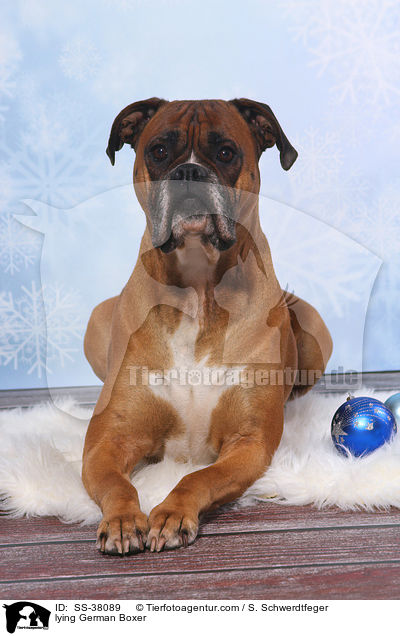 liegender Deutscher Boxer / lying German Boxer / SS-38089