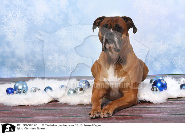 liegender Deutscher Boxer / lying German Boxer / SS-38090