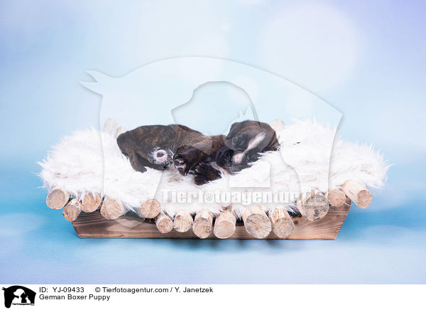 Deutscher Boxer Welpe / German Boxer Puppy / YJ-09433