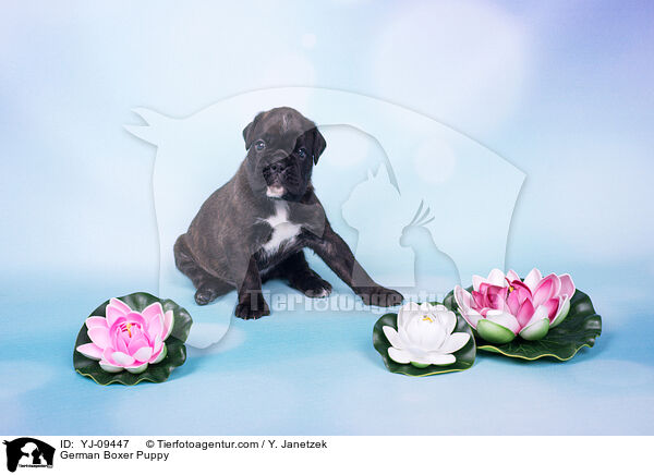 Deutscher Boxer Welpe / German Boxer Puppy / YJ-09447